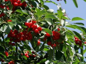 Cereza: descripción, plantación y cuidado: todo lo que necesita saber para obtener cosechas generosas
