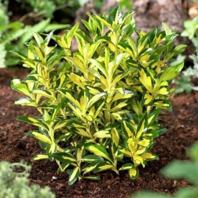 Euonymus Japanese Microphyllus Aureovariegatus