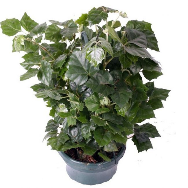 Cissus rhomboidus