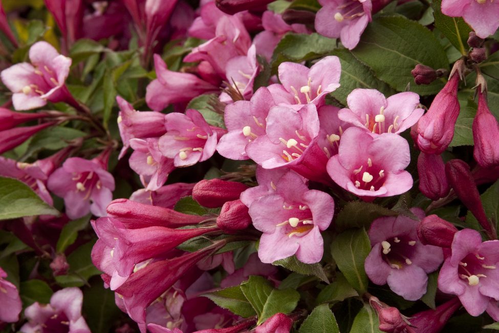 Weigela Blooming (βαθμός Minuet)