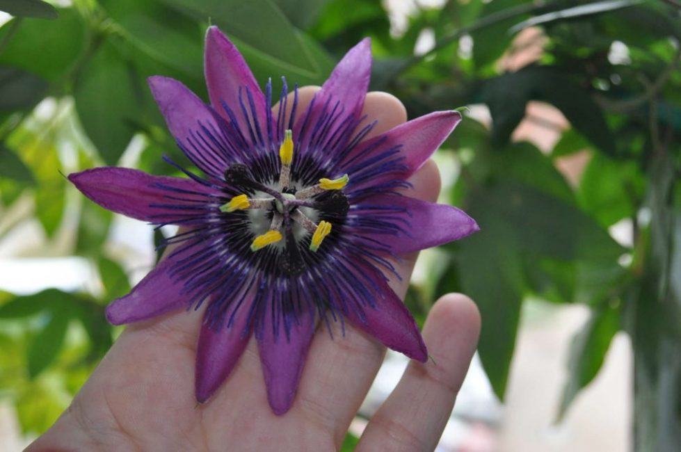 Passiflora Blue