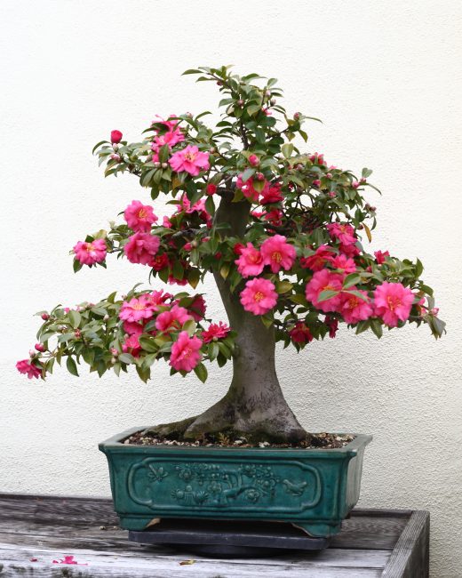 Bonsai tarzında kamelya