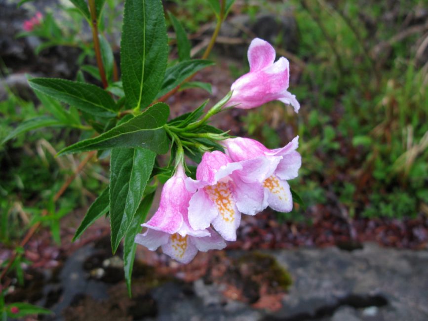 Ο Weigela είναι ωραίος. Weigela Suavis