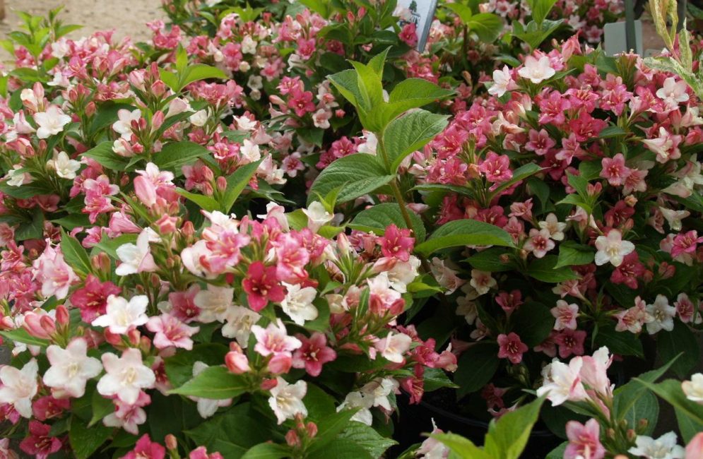 Weigela Carnaval