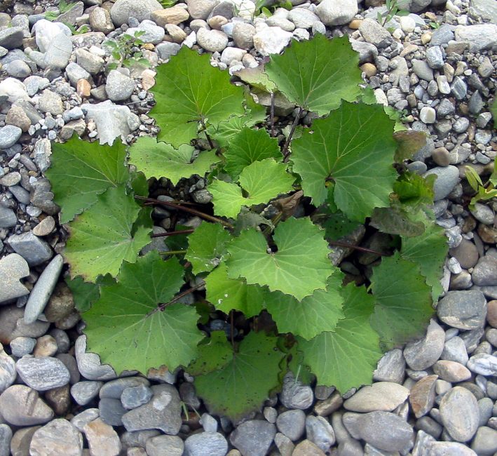 Planta en fase caducifolia sobre suelo rocoso