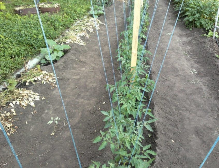 Liga de tomates altos