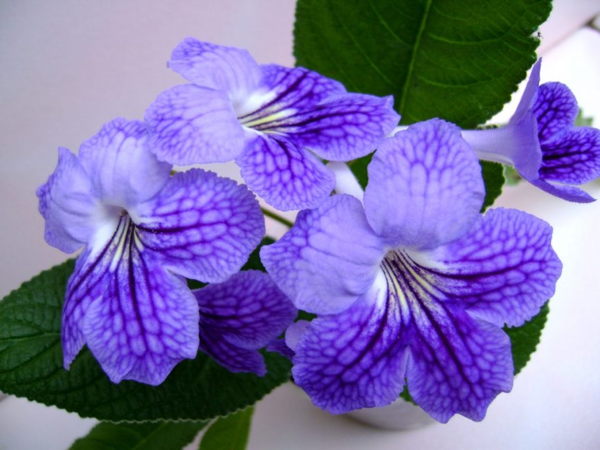 streptocarpus