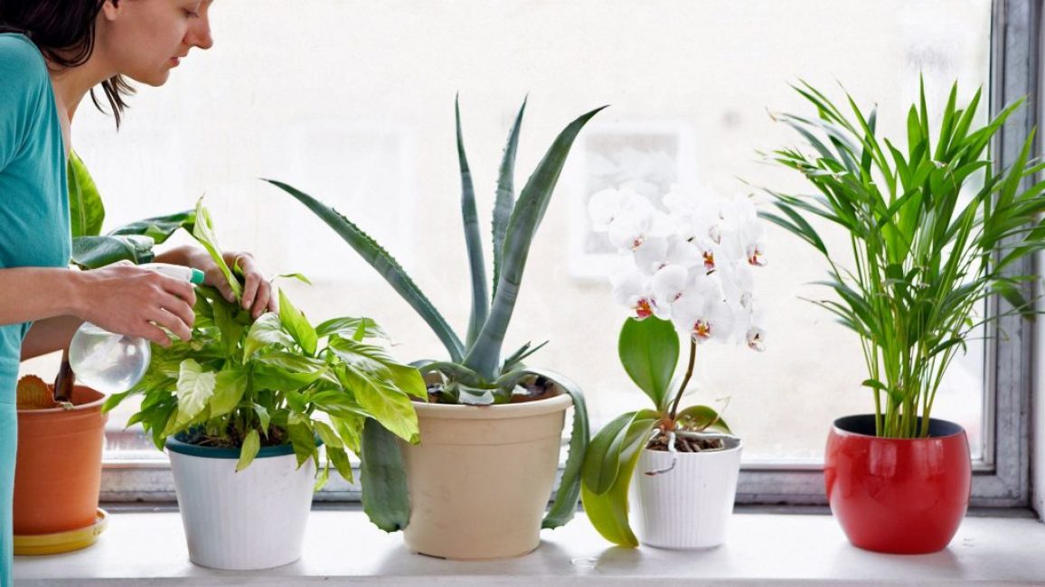 Cada planta necessita un enfocament individual a l'hora d'alimentar-se.