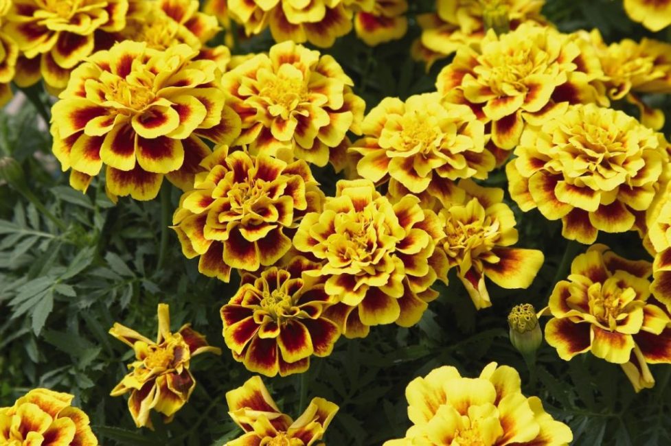 Οι κατιφέδες απορρίφθηκαν (Tagetes patula).