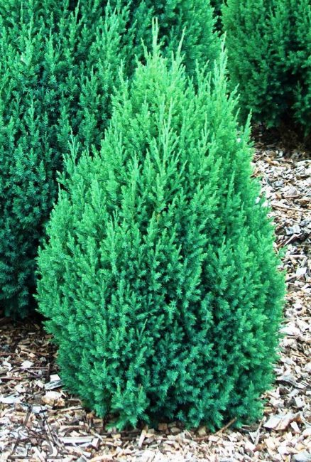 Stricta