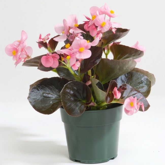 Begonia αειθαλής Senator Pink F1