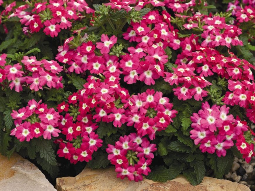 Verbena Hybrid Tuscani