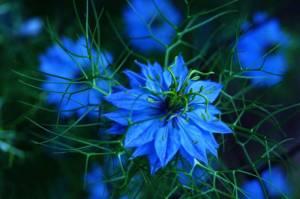 Nigella (nigella-damasti)