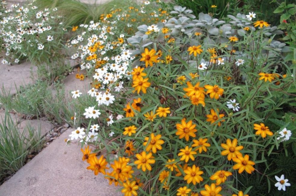 Ζίνια ψιλά άνθη και zinnia linearis