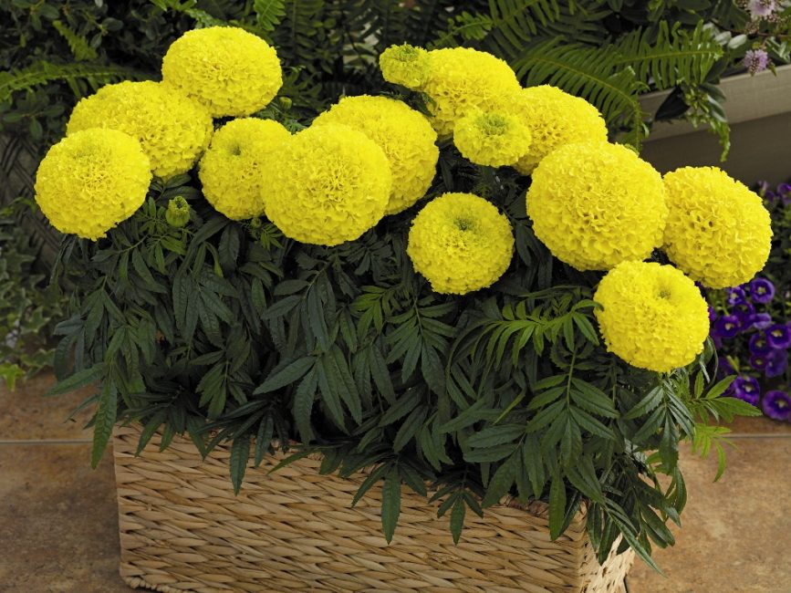 Κατιφέδες όρθιοι (Tagetes erecta)