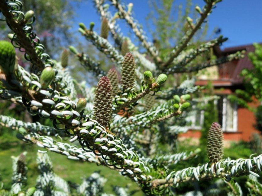 Abies корейски Силберлок