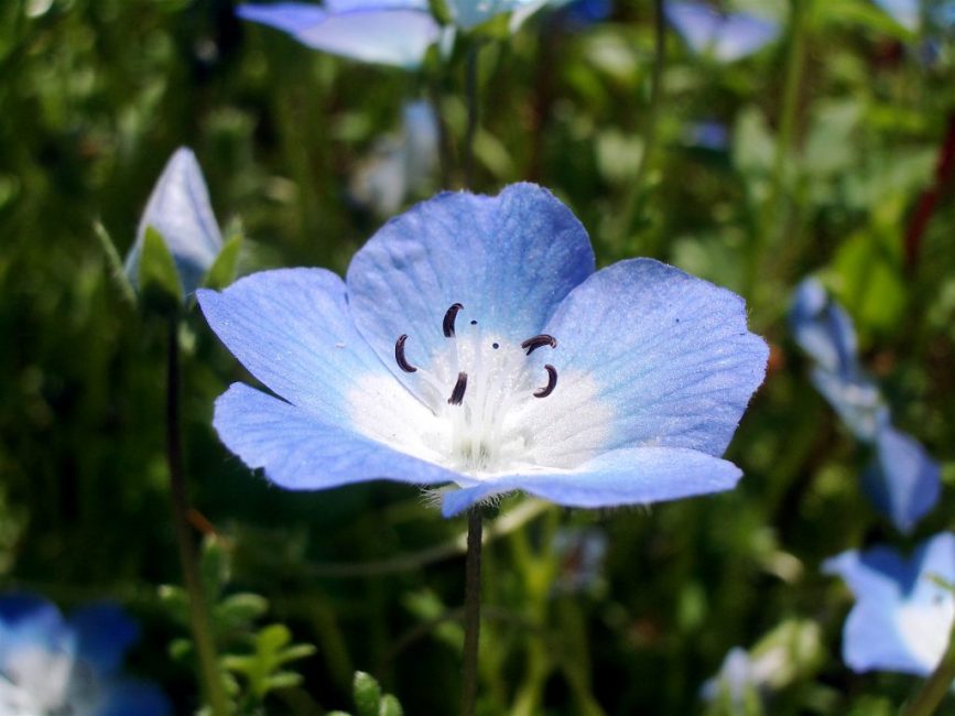 Nemophila (amerikkalainen unohda minua)