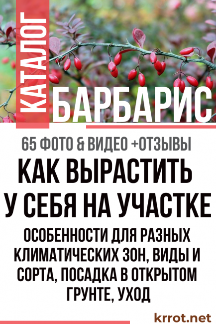 засаждане и грижи за берберис