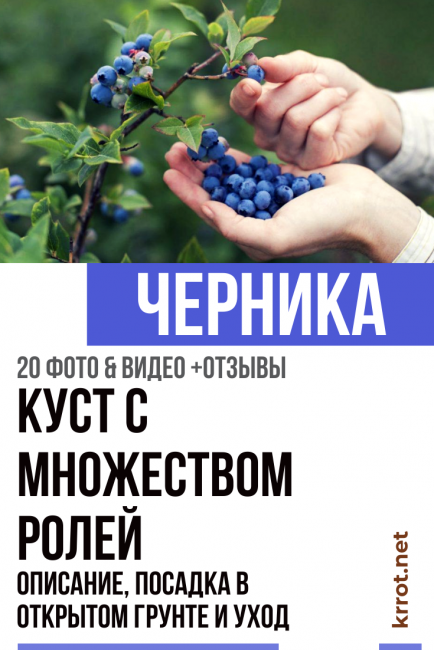 Mustikka