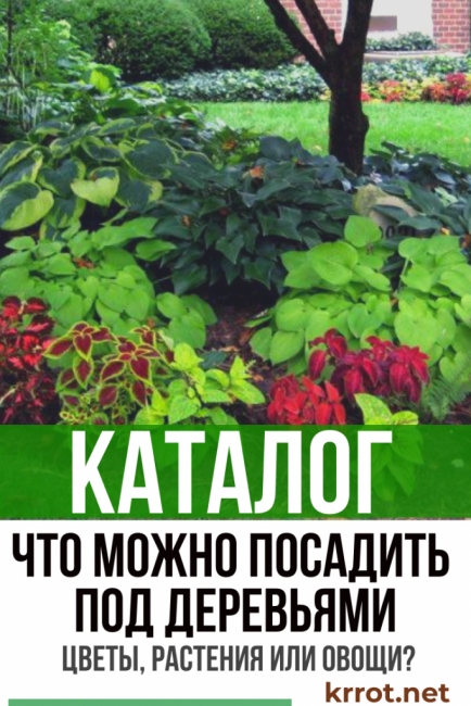 Какво да засадите под дърветата