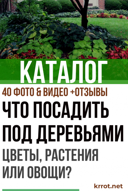 Какво да засадите под дърветата