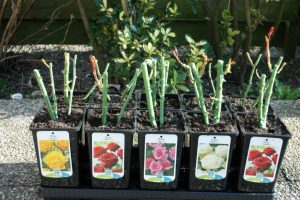¿Cómo guardar plántulas de rosas antes de plantar? Descripción, clasificación, reproducción, medidas de control de plagas (más de 75 fotos y videos) + Reseñas