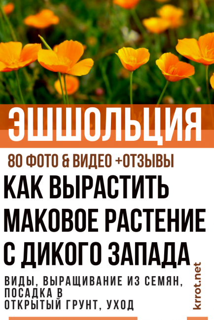 escholzia termesztése