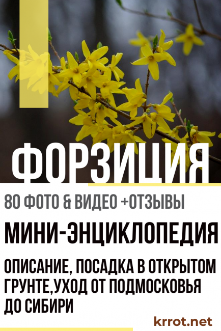 plantación y cuidado de forsythia