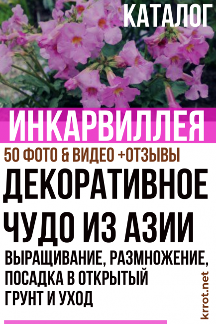 засаждане и грижи за инкарвилия