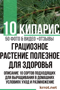 El ciprés es una planta elegante con buenos beneficios para la salud. Descripción de 10 variedades adecuadas para el cultivo en el hogar, cuidado y reproducción (50 Fotos y Videos) + Reseñas