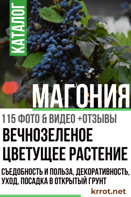 засаждане и грижи за махония