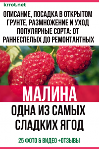 Малините са едни от най-сладките плодове. Описание, засаждане на открито, размножаване и грижи. Популярни сортове: от ранно узряване до ремонтантно (25 снимки и видеоклипове) + рецензии