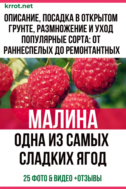 Maliny