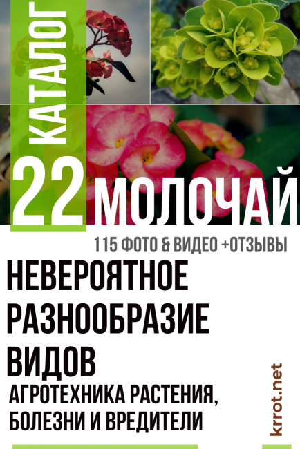 Spurge