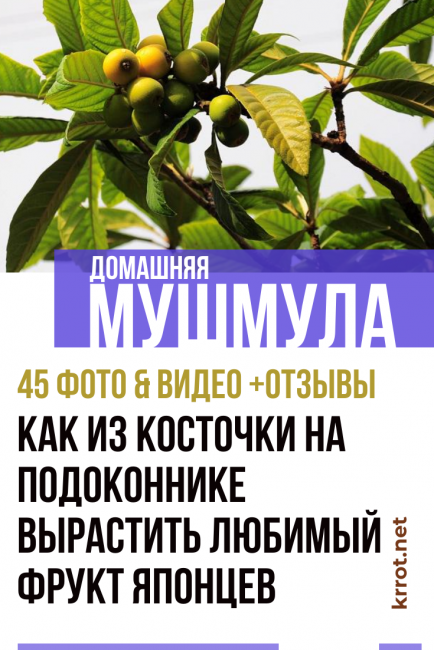 naspolya