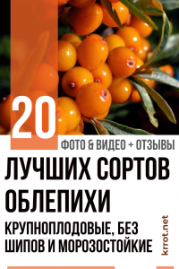 Морски зърнастец: описание на 20-те най-добри сорта. Едроплодни, без бодли и устойчиви на замръзване (Снимка и Видео) + Рецензии