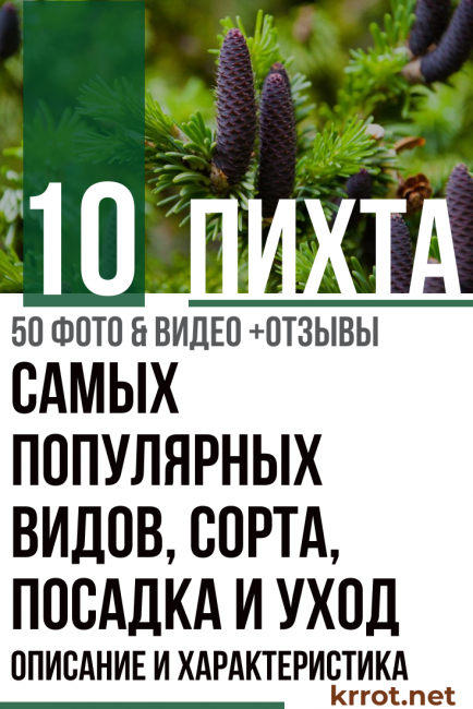 описание на ела, сортове