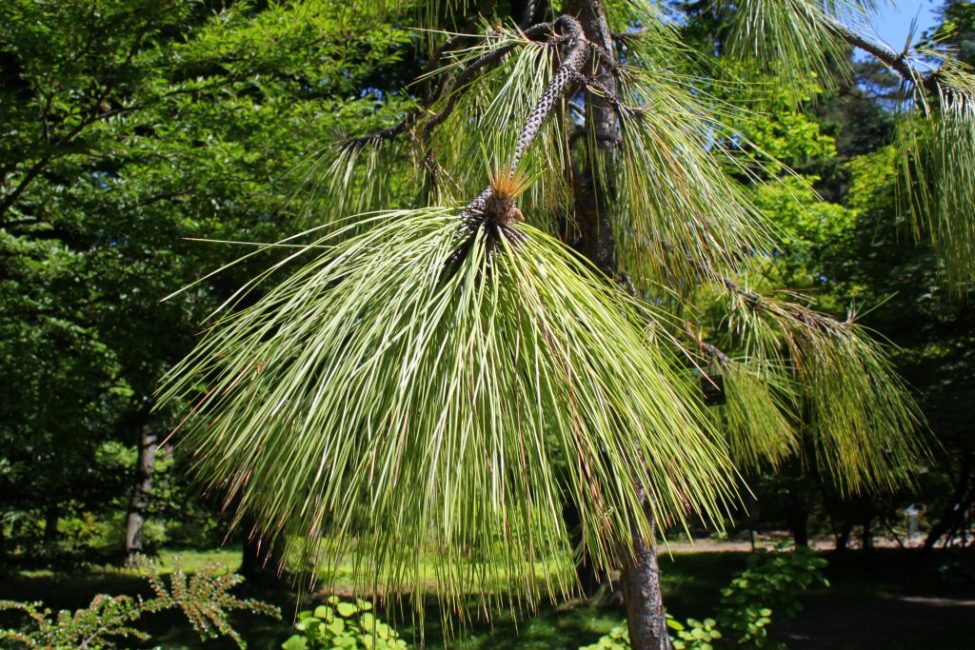 TOP 35 plantas más inusuales y asombrosas del mundo