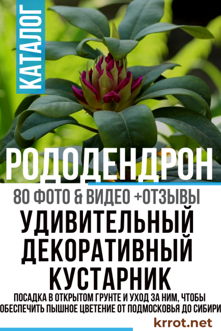 φύτευση και φροντίδα ροδόδεντρου