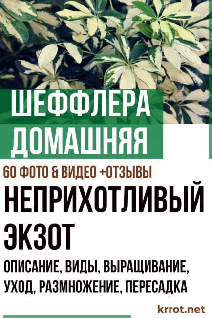 Schefflera casolana