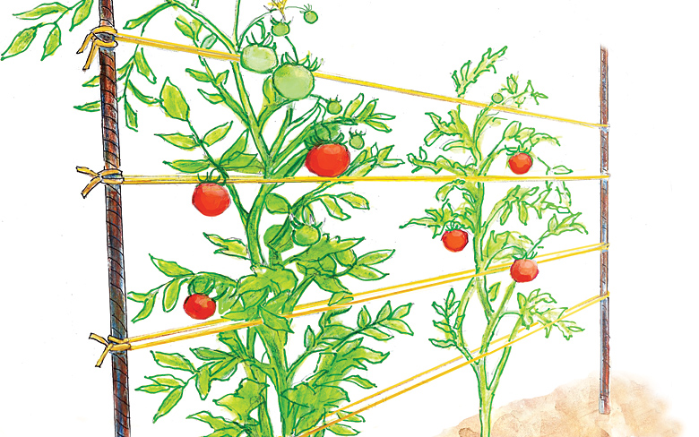 Liga lineal de tomates