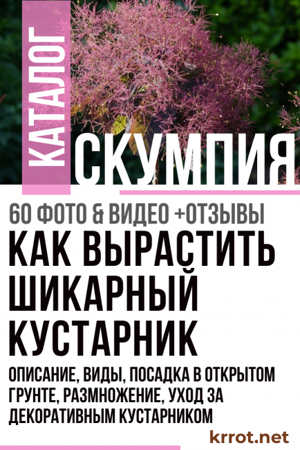 plantación y cuidado de skumpia