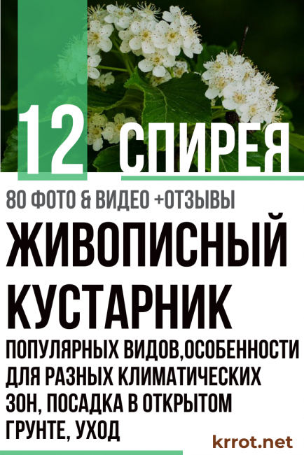 spirea plantering och skötsel