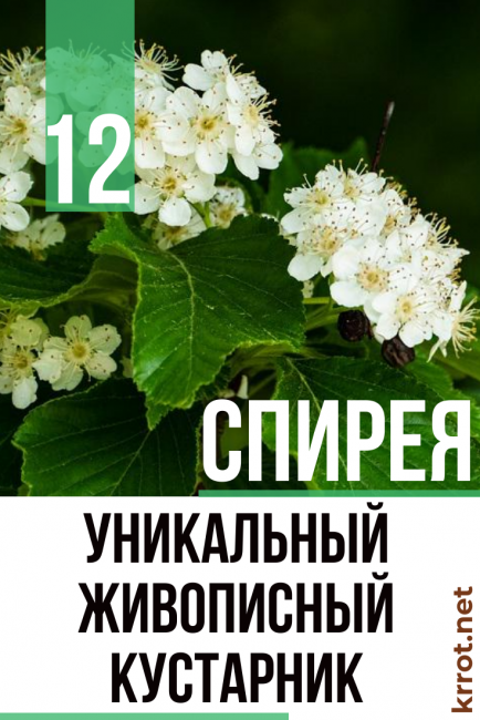 Busken tillhör rosfamiljen, underfamiljen spirea.