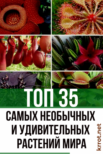las plantas mas insólitas