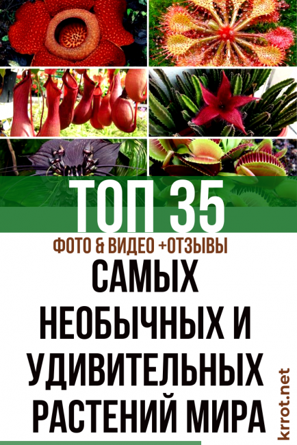 TOP 35 plantas más inusuales y asombrosas del mundo (foto y video) + Reseñas