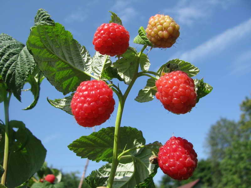 Scarlet plachty maliny