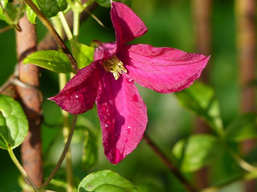 flor de clemátide