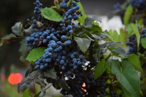 Magonia: Holly, Creeping, Apollo, Atropurpurea: comestibilidad y utilidad, decoración, cuidado, plantación en campo abierto (más de 115 fotos y videos) + Reseñas