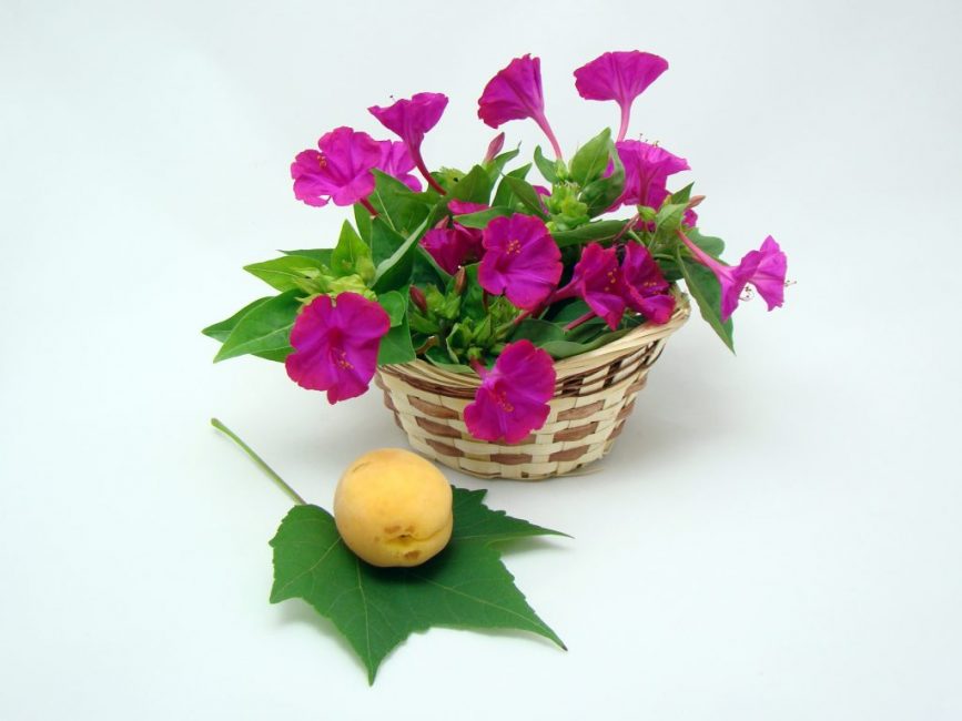 Phloxes (Phlox) σε cache-pot
